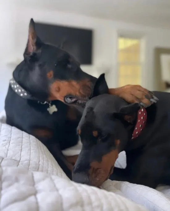 Bells Stud Cluster Wider Width Dog Collar