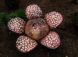 Copper Raffesia Arnoldii Sculpture
