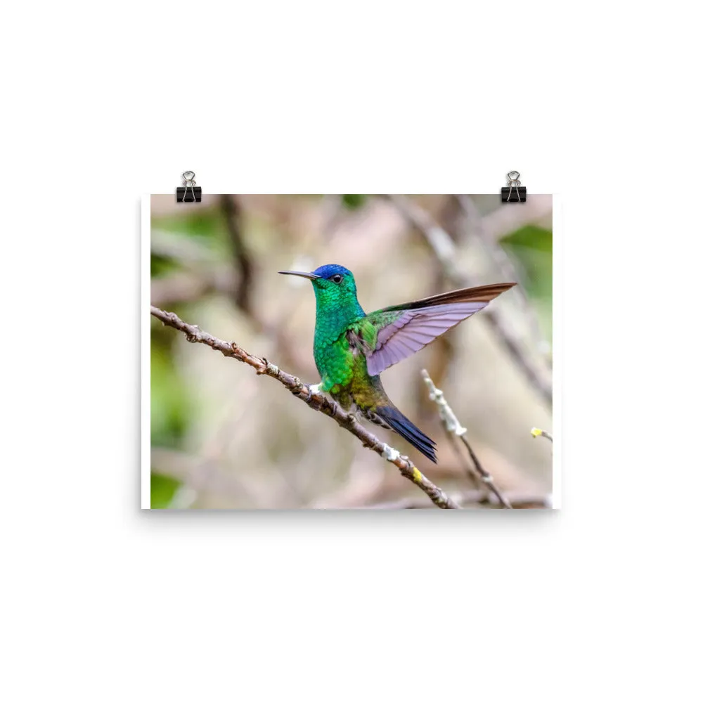 Indigo-capped Hummingbird stretches his wings