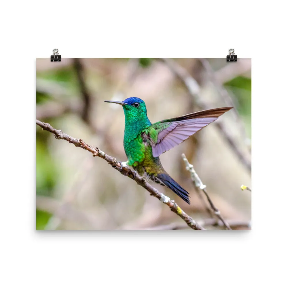 Indigo-capped Hummingbird stretches his wings