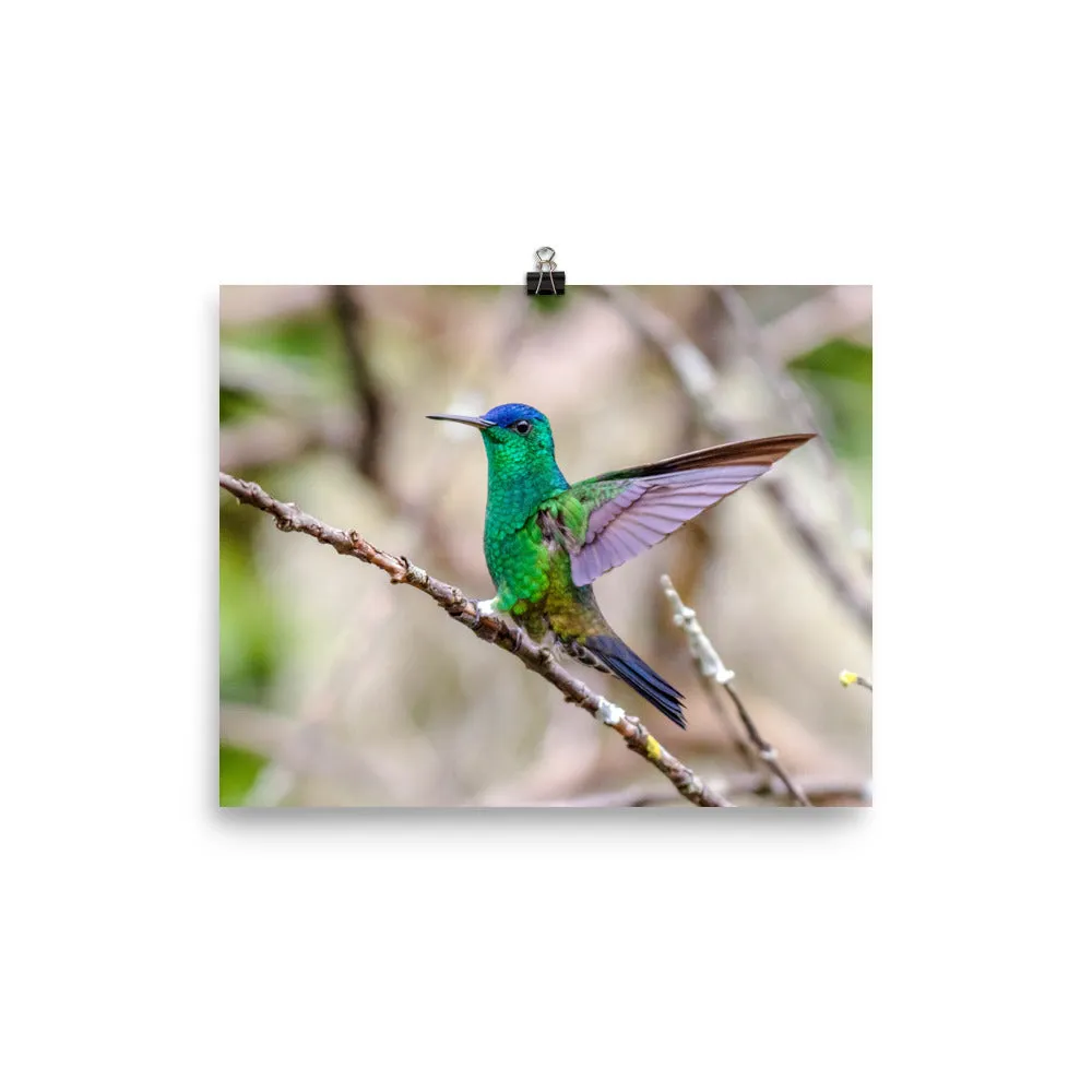 Indigo-capped Hummingbird stretches his wings