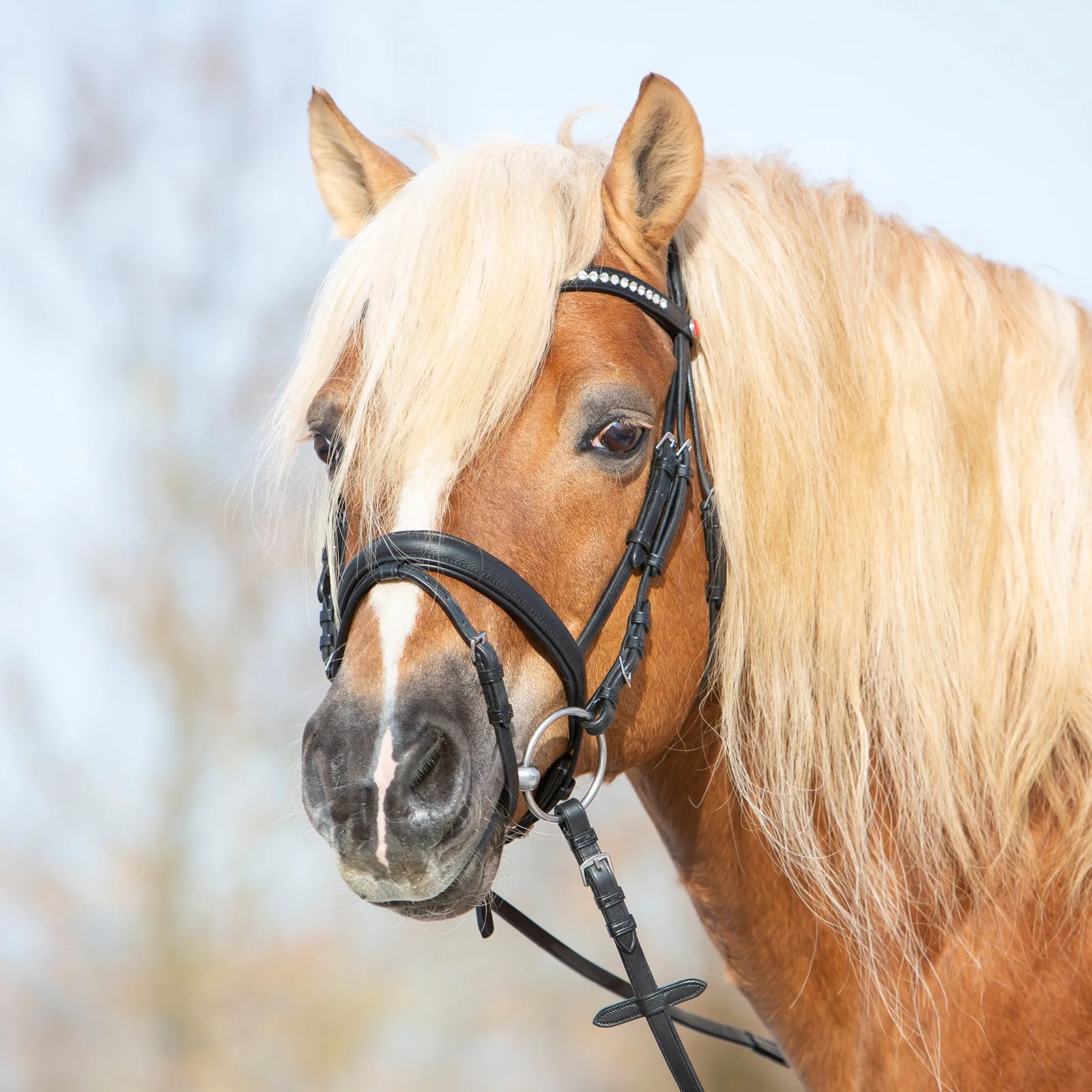 Kieffer Ultrasoft® Haflinger Snaffle Bridle