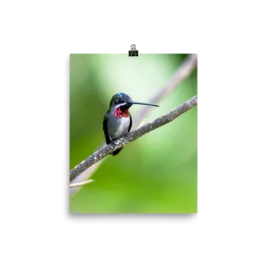 Long-billed Starthroat in profile - print