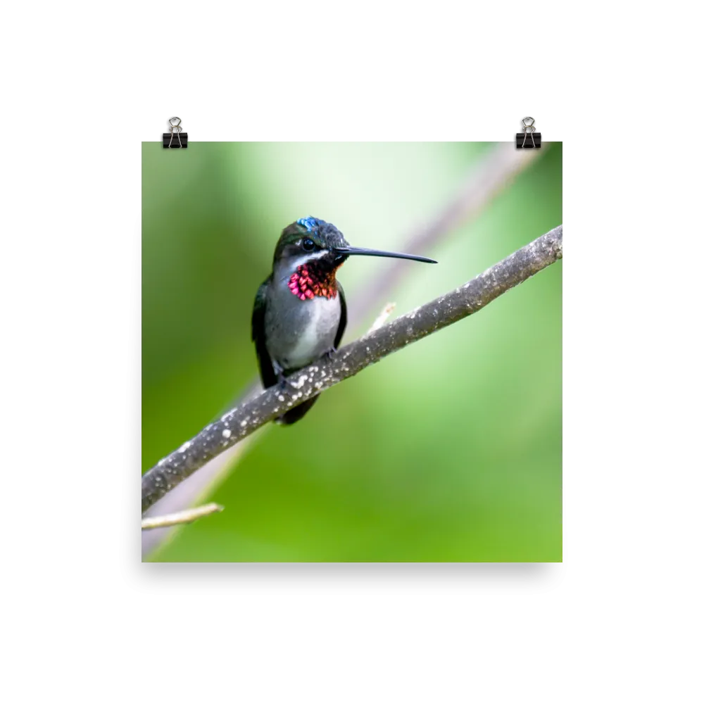 Long-billed Starthroat in profile - print