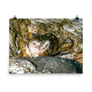 Oilbird- print