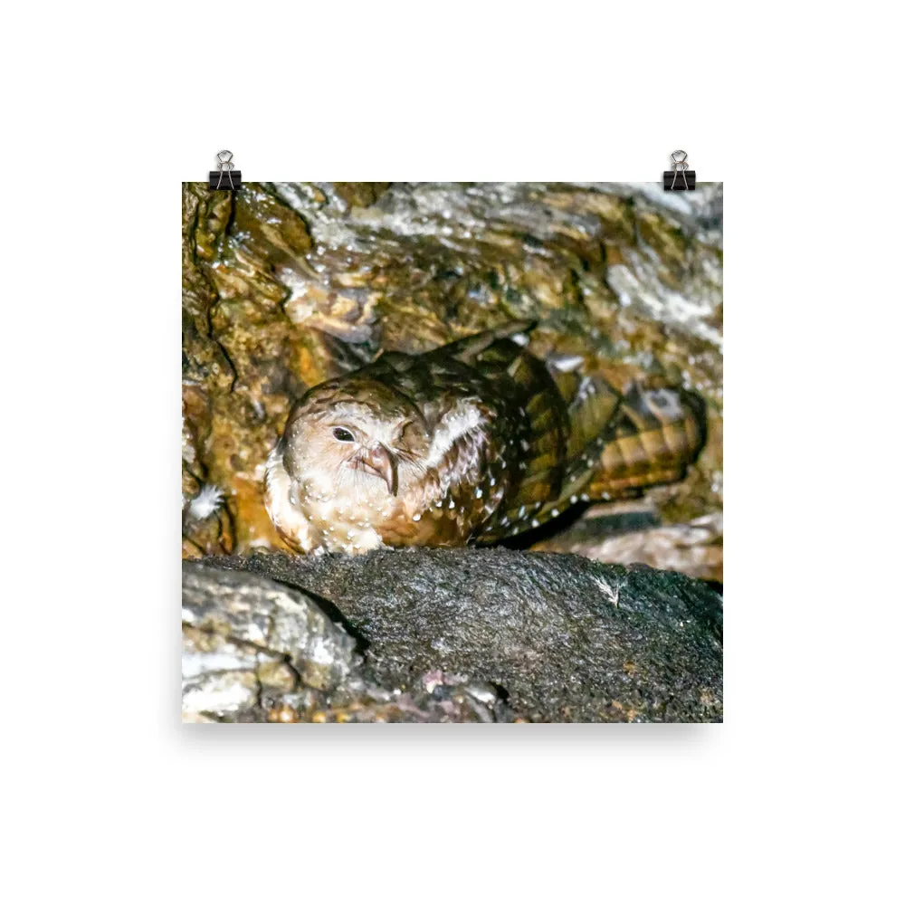 Oilbird- print