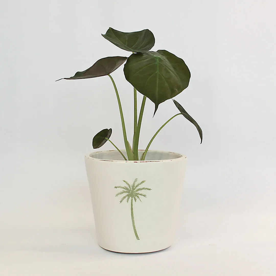 Urban Oasis Isla Pot Thyme 240mm