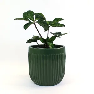 Urban Oasis Linea Pot Thyme 250mm