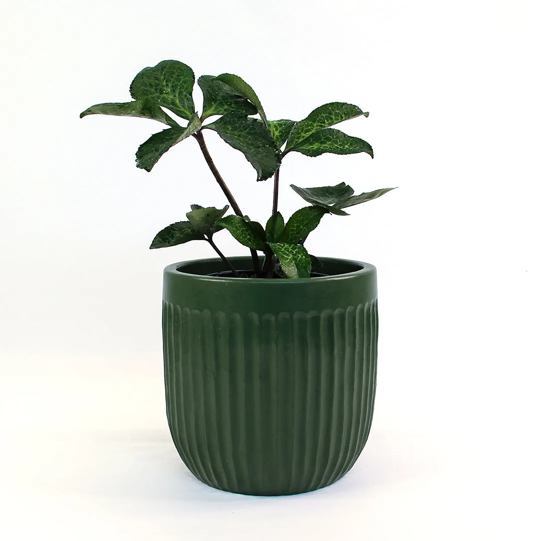 Urban Oasis Linea Pot Thyme 250mm