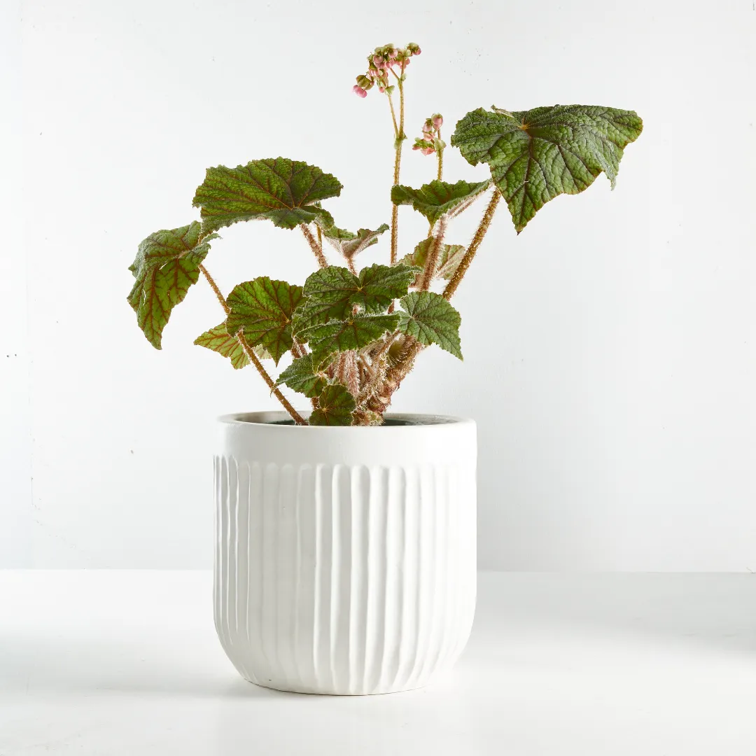 Urban Oasis Linea Pot White 300mm