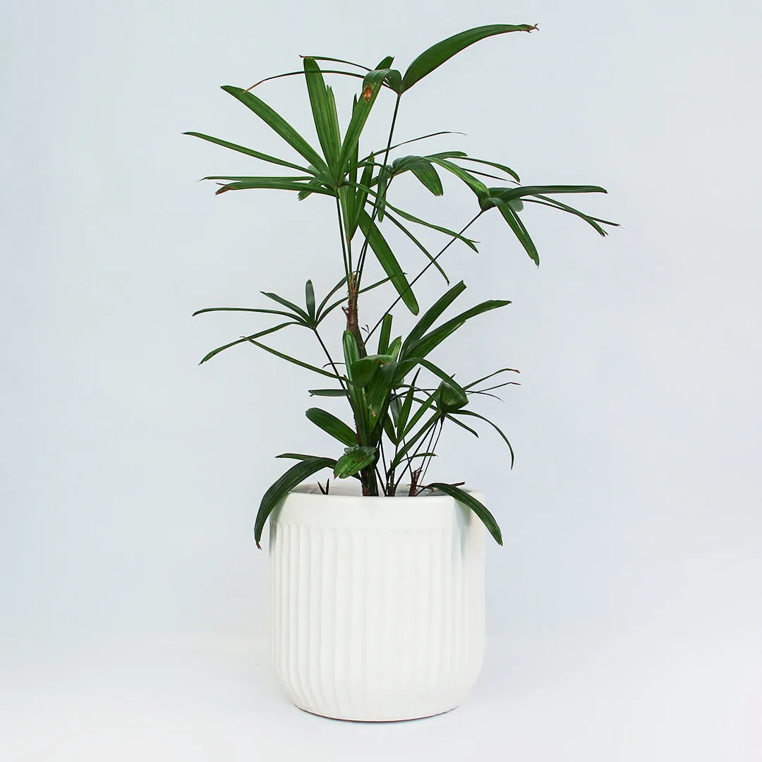 Urban Oasis Linea Pot White 300mm