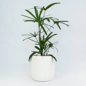 Urban Oasis Linea Pot White 300mm