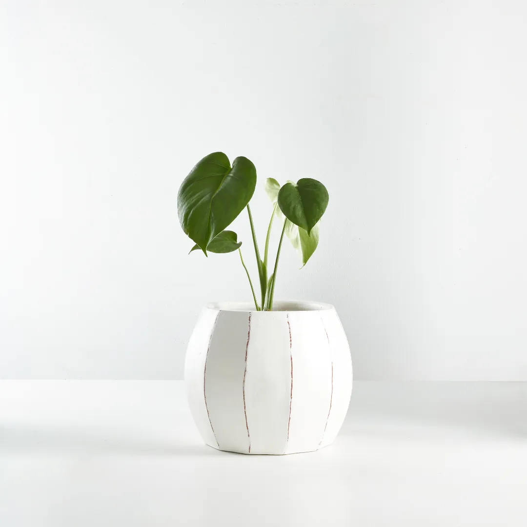 Urban Oasis Rena Pot White 150mm
